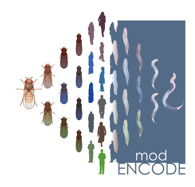 File:Genome research highres.jpg