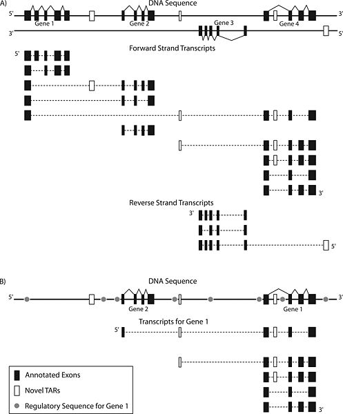 File:Gene complexity.jpeg
